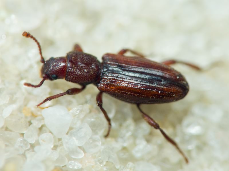 Bothrideres bipunctatus (Gmelin, 1790)